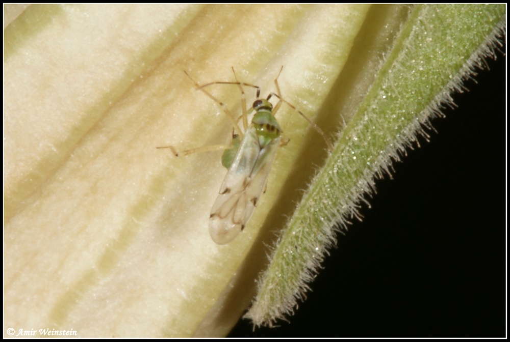 Miridae d''Israele: Nesidiocoris tenuis - more photos